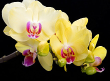 Фотообои орхидея Divino Decor Фотопанно 2-х полосные P-012