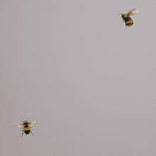Обои с пчелами Andrea Rossi Cavolli 54419-4