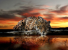 Фотообои леопард Divino Decor Фотопанно 2-х полосные P-013