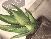 Артикул 2016-05, Cactus, Euro Decor в текстуре, фото 1
